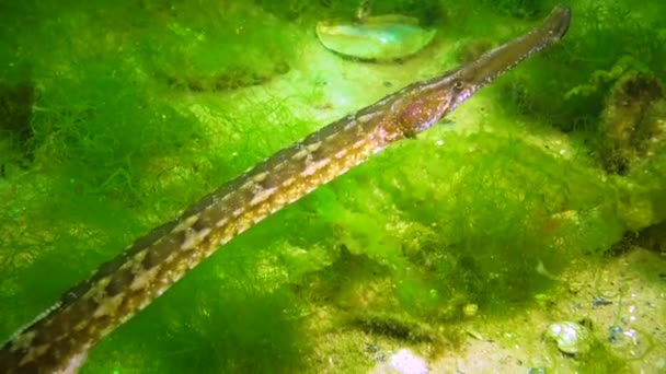 Bred Pipfisk Syngnathus Variegatus Röd Bok Ukraina Svarta Havet — Stockvideo