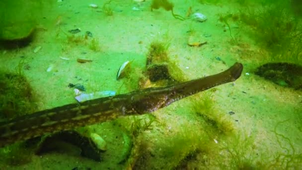 Wide Nosed Pipefish Syngnathus Variegatus Red Book Ukraine Black Sea — Stock Video