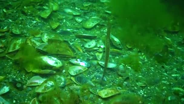 Bred Pipfisk Syngnathus Variegatus Röd Bok Ukraina Svarta Havet — Stockvideo