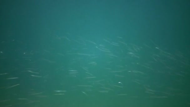 Mediterranean Sand Eel Gymnammodytes Cicerellus Natural Habitat Fish Black Sea — Stock Video