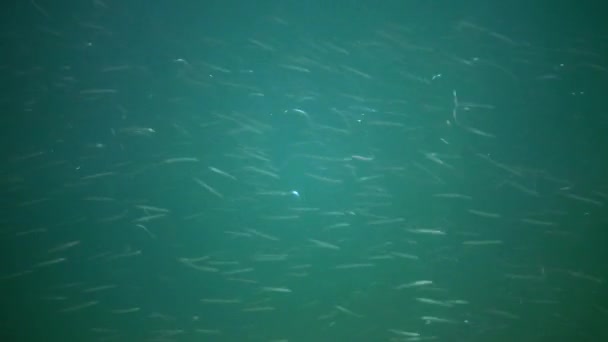 Enguia Areia Mediterrânea Gymnammodytes Cicerellus Seu Habitat Natural Peixe Mar — Vídeo de Stock