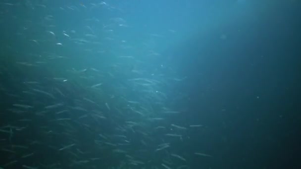 Węgorz Śródziemnomorski Gymnammodytes Cicerellus Ich Naturalnym Środowisku Ryby Morze Czarne — Wideo stockowe