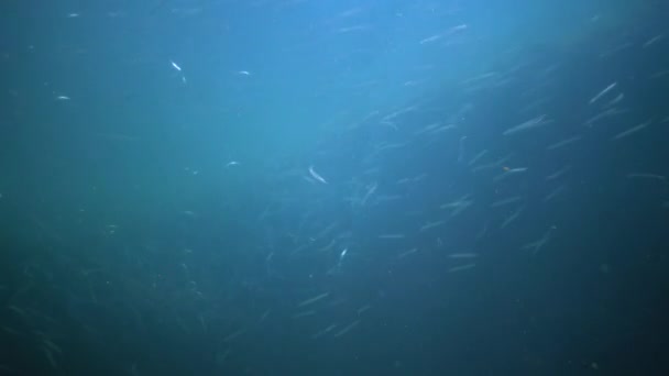 地中海性砂ウナギ Gymnammodytes Semerellus の生息地 魚黒海 — ストック動画