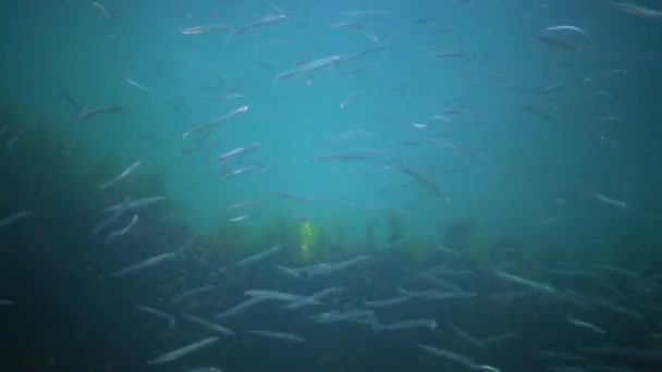 Mediterranean Sand Eel Gymnammodytes Cicerellus Hábitat Natural Pescado Mar Negro — Vídeos de Stock