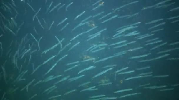 Středomořský Písečný Úhoř Gymnammodytes Cicerellus Svém Přírodním Stanovišti Ryby Černé — Stock video