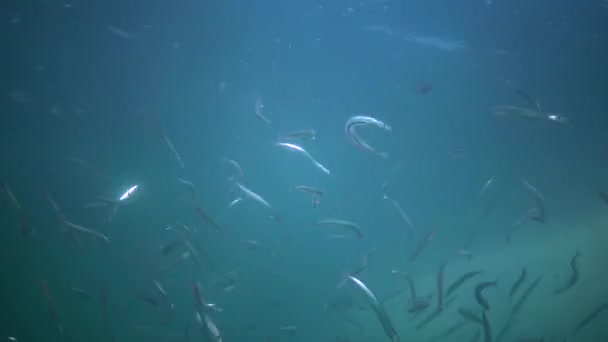 Mediterrane Zandaal Gymnammodytes Cicerellus Hun Natuurlijke Habitat Zwarte Zee — Stockvideo