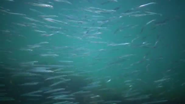 地中海沙鳗鱼 Gymnammodytes Cicerellus 生活在它们的自然栖息地 黑海鱼群 — 图库视频影像