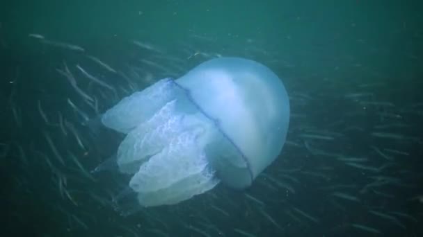 Karadeniz Rhizostoma Pulmo Suyun Kalınlığında Yüzen Denizanası Yaygın Olarak Fırfırlı — Stok video