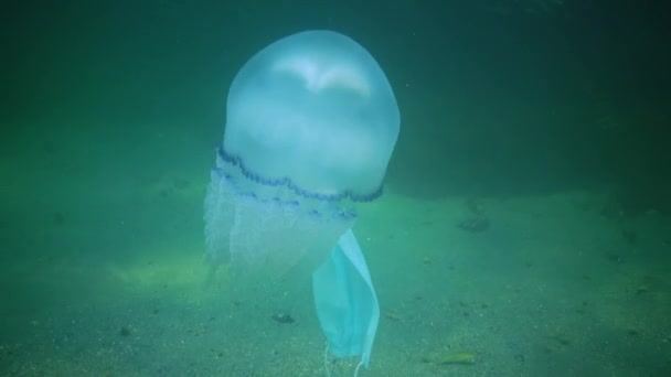 Drijvend Dikte Van Het Water Zwarte Zee Rhizostoma Pulmo Algemeen — Stockvideo