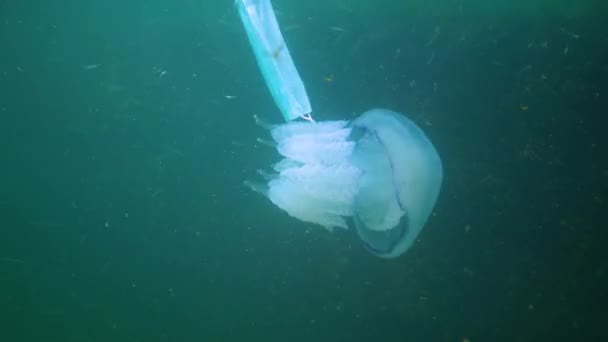 Flotando Espesor Del Agua Mar Negro Rhizostoma Pulmo Comúnmente Conocido — Vídeos de Stock