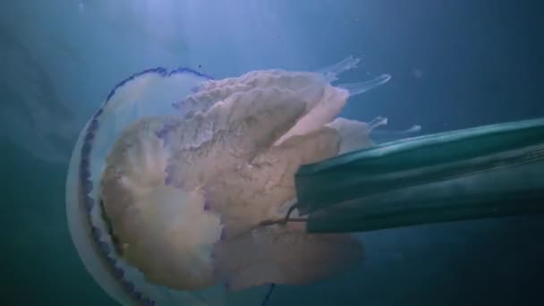 Flotando Espesor Del Agua Mar Negro Rhizostoma Pulmo Comúnmente Conocido — Vídeos de Stock