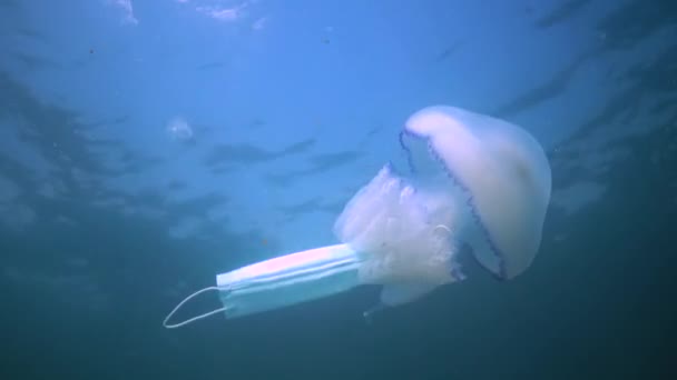 Flotando Espesor Del Agua Mar Negro Rhizostoma Pulmo Comúnmente Conocido — Vídeo de stock