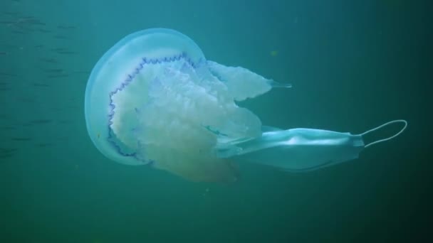 在黑海 Rhizostoma Pulmo 桶状水母 水层中漂浮时 嘴角有褶皱的水母 — 图库视频影像