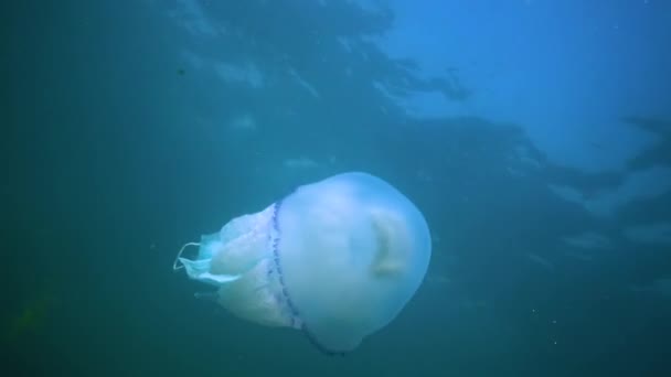 Flotando Espesor Del Agua Mar Negro Rhizostoma Pulmo Comúnmente Conocido — Vídeo de stock