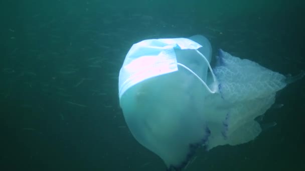 Flotando Espesor Del Agua Mar Negro Rhizostoma Pulmo Comúnmente Conocido — Vídeos de Stock