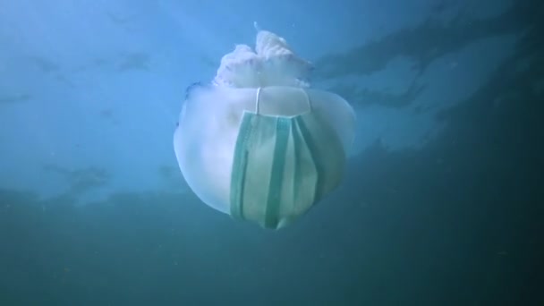 Karadeniz Rhizostoma Pulmo Suyun Kalınlığında Yüzen Denizanası Yaygın Olarak Fırfırlı — Stok video