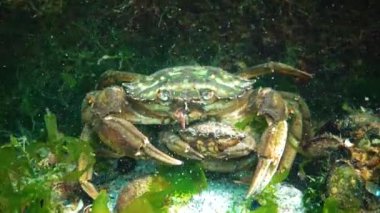 Karadeniz 'in Hayvanı. Çiftleşme sırasında yeşil yengeç (Carcinus maenas) erkeği ve dişisi 