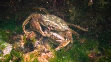 Karadeniz 'in Hayvanı. Çiftleşme sırasında yeşil yengeç (Carcinus maenas) erkeği ve dişisi 