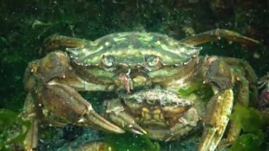 Karadeniz 'in Hayvanı. Çiftleşme sırasında yeşil yengeç (Carcinus maenas) erkeği ve dişisi 