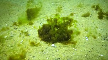 Karadeniz 'in yosunları. Epifitik algler yeşil Enteromorpha sp 'de büyürler. Kumlu deniz tabanındaki yosunlar. Su altı manzarası. Karadeniz