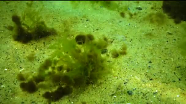 Alghe Del Mar Nero Alghe Epifite Crescono Sul Verde Enteromorpha — Video Stock