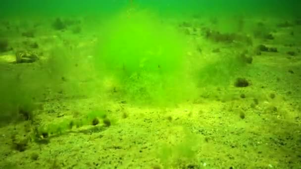 Algas Mar Negro Algas Verdes Cladophora Fundo Mar Arenoso Paisagem — Vídeo de Stock