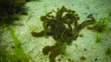 Karadeniz 'in yosunları. Epifitik algler yeşil Enteromorpha sp 'de büyürler. Kumlu deniz tabanındaki yosunlar. Su altı manzarası. Karadeniz