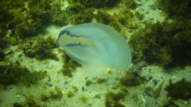 Yırtık denizanası Karadeniz 'de (Rhizostoma pulmo) zonklamaya devam eder, yaygın olarak fıçı denizanası olarak bilinir.
