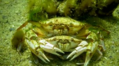 Çiftleşmeden önce erkek ve dişi yengeç. Yüzen yengeç (Makropipus holsatus). Hayvan Karadeniz.