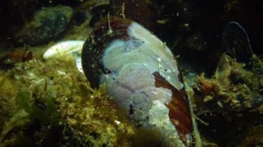 Karadeniz 'in Bryozoası