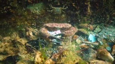 Jaguar yuvarlak yengeç (Xantho poressa). Karadeniz 'in Hayvanı.