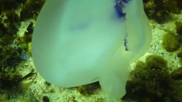 引き裂かれたクラゲは 一般的にバレルクラゲとして知られている黒海 Rizostoma Pulmo で群生しています — ストック動画