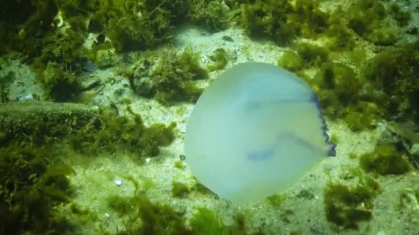 Ubur Ubur Yang Terkoyak Terus Berdenyut Laut Hitam Rhizostoma Pulmo — Stok Video