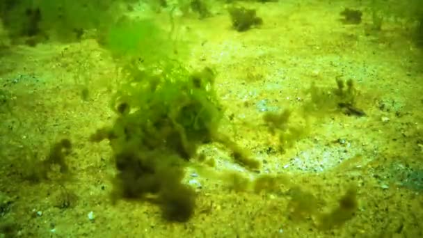黒海の藻 緑色のエンテロモルフィアSp上で空生藻類が成長する 砂の海底に藻がいます 水中風景 — ストック動画