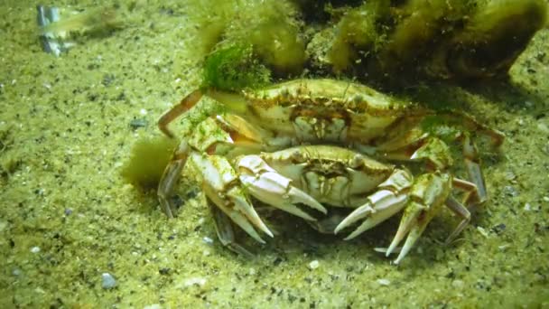 Crabe Mâle Femelle Avant Accouplement Crabe Nageur Macropipus Holsatus Faune — Video