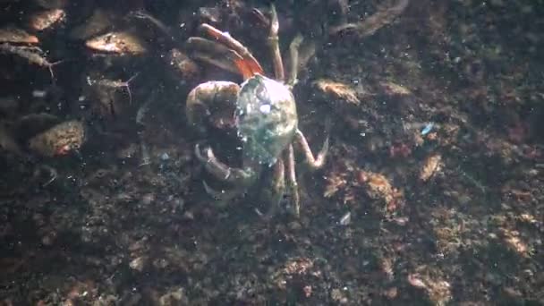 Velký Zelený Krab Carcinus Maenas Rychle Běhá Písku Invazivní Druhy — Stock video