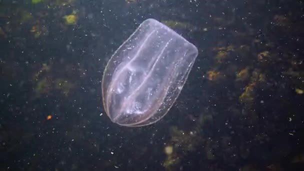 Ctenophores Rovfisk Kammanet Inkräktare Svarta Havet Maneter Beroe Ovate Sluka — Stockvideo