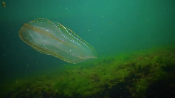 Ctenóforos Invasor Medusas Peine Depredador Mar Negro Medusas Beroe Ovadas — Vídeo de stock