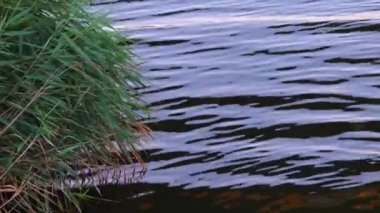 Su dalgaları ve ışık parlaklığı yüzeyden yansıtılır, bulanık arkaplan