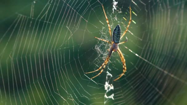 Spider Argiope Bruennichi Araignée Guêpe Sur Toile — Video