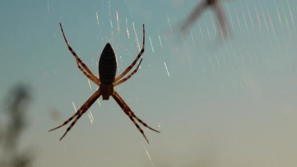 Spider Argiope Bruennichi Αράχνη Σφήκα Στο Διαδίκτυο — Αρχείο Βίντεο