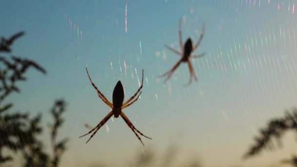 Spider Argiope Bruennichi Araña Avispa Web — Vídeo de stock