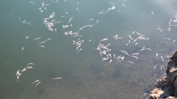 Śmierć Ryby Atherina Naturalnym Zbiorniku Wodnym Brak Tlenu Problem Środowiskowy — Wideo stockowe