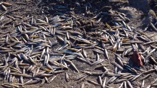 Muerte Los Peces Atherina Depósito Natural Falta Oxígeno Problema Ambiental — Vídeo de stock