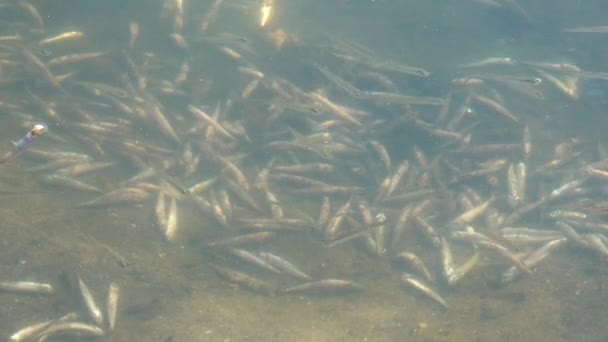 물고기 리나의 저장고에서요 문제입니다 우크라이나 강어귀 — 비디오
