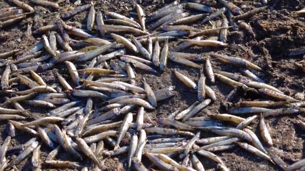魚の死 Atherina 自然保護区にあります 酸素不足 環境問題 ウクライナのティリグル河口 — ストック動画