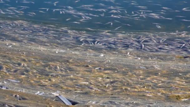 Mort Poissons Atherina Dans Réservoir Naturel Manque Oxygène Problème Environnemental — Video