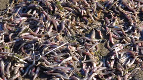 Morte Peixes Atherina Num Reservatório Natural Falta Oxigénio Problema Ambiental — Vídeo de Stock