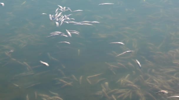 Θάνατος Των Ψαριών Atherina Μια Φυσική Δεξαμενή Έλλειψη Οξυγόνου Ένα — Αρχείο Βίντεο