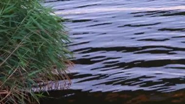 Su dalgaları ve ışık parlaklığı yüzeyden yansıtılır, bulanık arkaplan